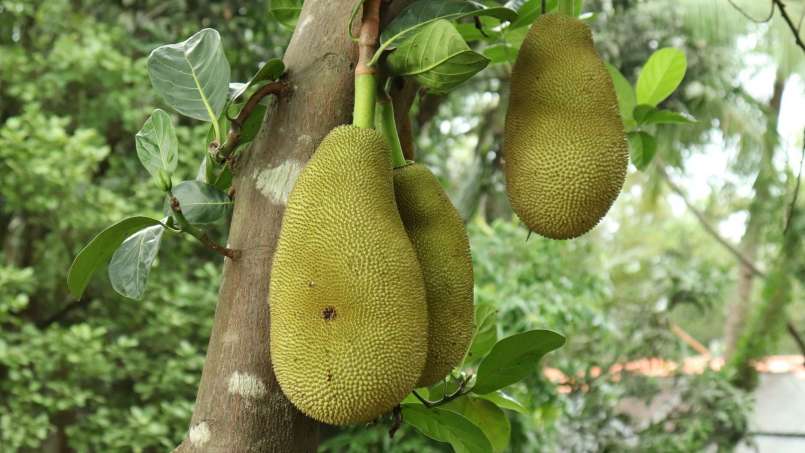 Egzotikus gyümölcsök és egészségügyi előnyeik, fotó 5