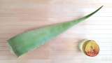 Aloe Vera macerátum mézzel - Előkészítés lépés 1