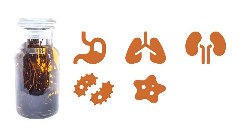 Kakukkfű tinktúra, fotó 1