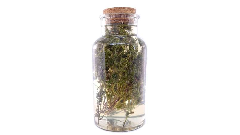 Kakukkfű macerátum mézzel, fotó 3