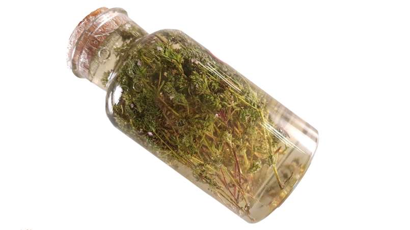 Kakukkfű macerátum mézzel, fotó 4