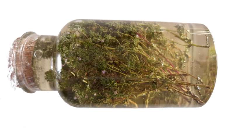 Kakukkfű macerátum mézzel, fotó 5