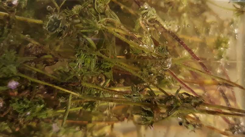 Kakukkfű macerátum mézzel, fotó 8