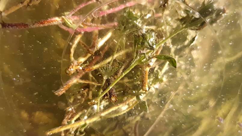 Kakukkfű macerátum mézzel, fotó 9